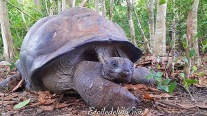 Aldabrachelys gigantea Tortue des Seychelles 