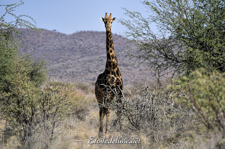 Namibie girafe