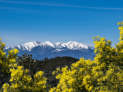 L'or des Mimosas et notre montagne sacrée, le Canigou