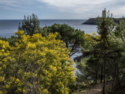 Bouquet sauvage, sur les sentiers du littoral