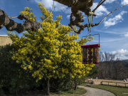 Le mimosa s'invite partout, au manège, il est aux premières loges