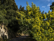 Une tonelle naturelle sur nos chemins de promenade