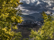 Le mimosa appelle le soleil au coeur de l'hiver