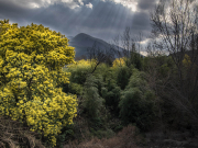 Des Anges descendent du ciel pour allumer les Mimosas
