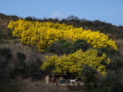 Du côté de Ceret, des pans entiers de mimosas