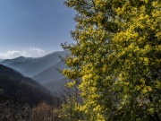 Les Pyrénées dans l'ombre du Mimosa de Serralongue