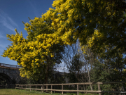 Arches de fleurs au pont de Ceret