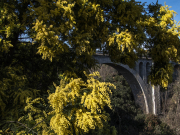Ombrelle de Mimosas pour le vieux pont de chemin de fer de Ceret