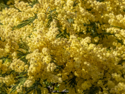 A coeur de l'hiver, se noyer dans le soleil du Mimosa