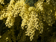 Grappes de soleil