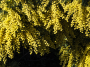 La lumière au coeur de l'hiver