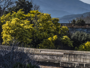Sur fond de Canigou...