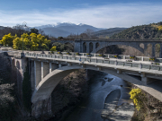 Damier de Mimosas dans les paysages de Ceret