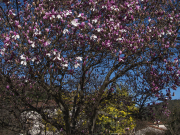 Les mimosas s'éclipsent au printemps