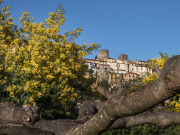Comme posé sur le mûrier platane
