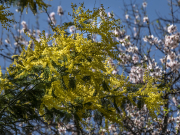 Un brin de mimosa résite, et déjà, les amandiers annoncent le printemps