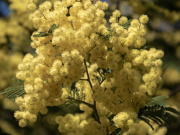 Boules de douceur, comme envie de s'en faire un oreiller...