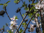 Leçon de vie. Les vieilles amandes accrochées à leur branche, mais déjà les fleurs et les feuilles nouvelles éclosent. L'ancien, le présent, l'avenir, tout est là !
