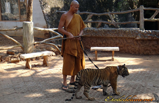 image_temple_tigre (24)