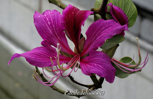 hong-kong-10-arbre-%c3%a0-orchidee-de-hong-kong-ou-bauhinia