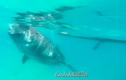 baignade-avec-requins-baleines-7-jpg