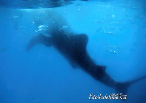 oslob-les-requins-baleines-10-jpg