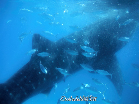 oslob-les-requins-baleines-15-jpg