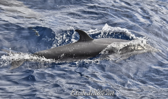 dauphins-des-grenadines-14-jpg