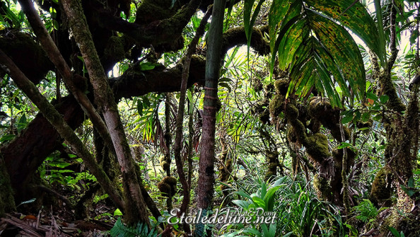seychelles_parc-national-du-morne-4-jpg