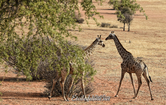 bagatelle-ranch-game-drive-girafes-1