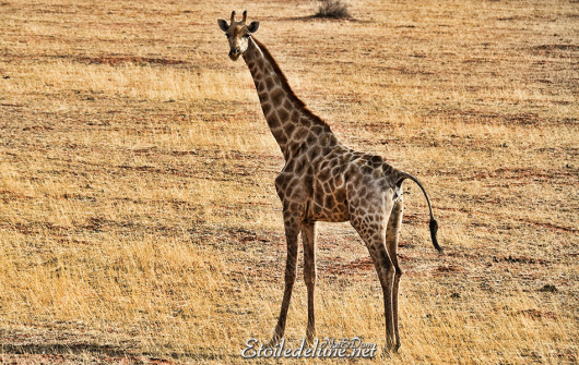 bagatelle-ranch-game-drive-girafes-10