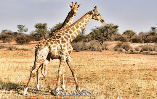 bagatelle-ranch-game-drive-girafes-8