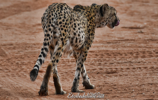 bagatelle-ranch-game-drive-guepard-cheetah-14