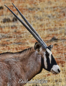 bagatelle-ranch-game-drive-oryx-8