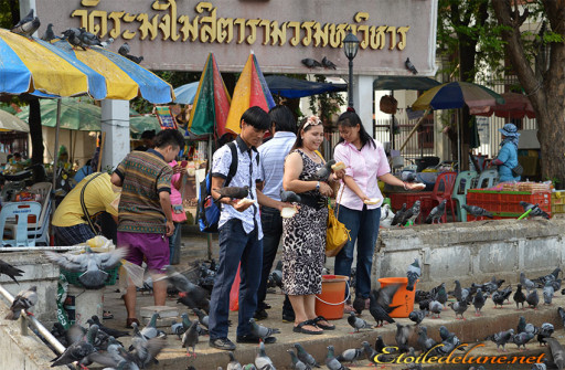 image_autour du Chao Praya (15)