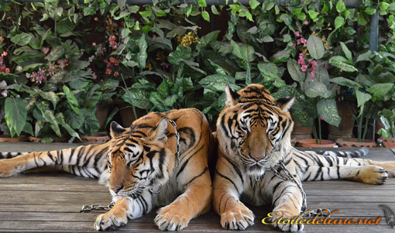 image_temple_tigre (5)