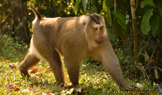 image_parcnational_khao_yai (14) macaque