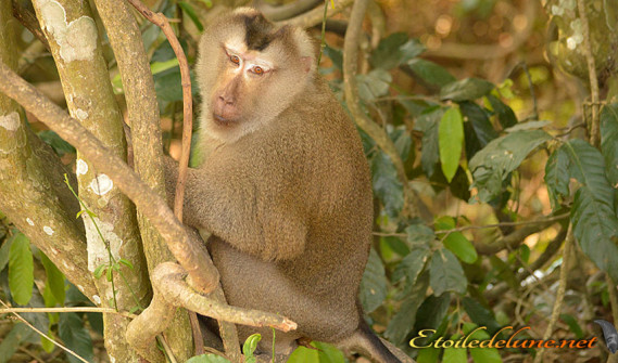 image_parcnational_khao_yai (15) macaque
