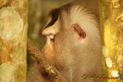 image_parcnational_khao_yai (16) macaque
