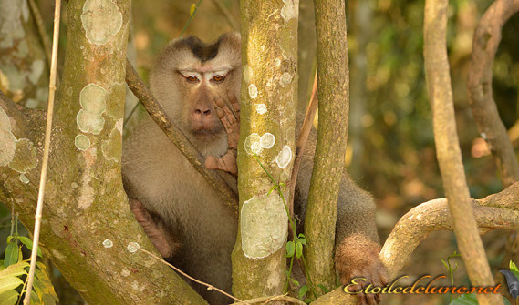 image_parcnational_khao_yai (17) macaque