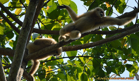image_parcnational_khao_yai (19)_gibbons