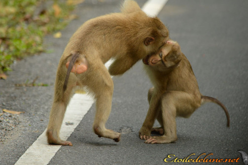 image_parcnational_khao_yai (51)_macaque