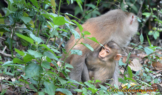 image_parcnational_khao_yai (52)_macaque
