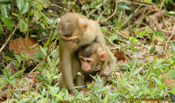 image_parcnational_khao_yai (53)_macaque