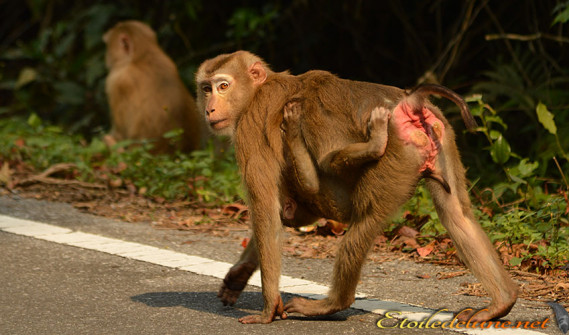 image_parcnational_khao_yai (54)_macaque