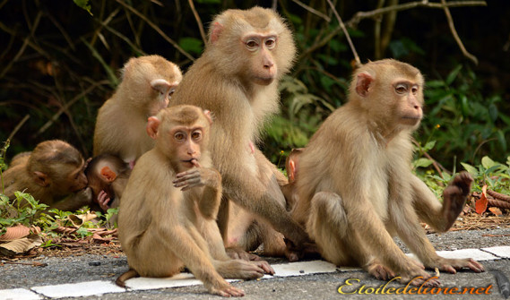 image_parcnational_khao_yai (55)_macaque