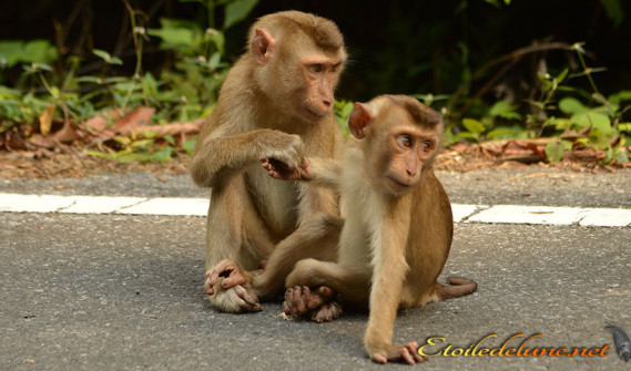 image_parcnational_khao_yai (57)_macaque