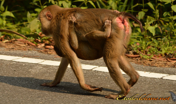 image_parcnational_khao_yai (58)_macaque