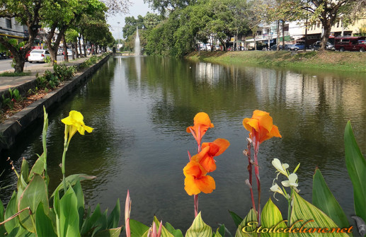 image_Chiang Mai_ ambiance (4)