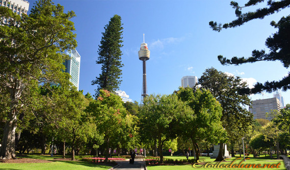 Sydney_parcs_Sydney tower